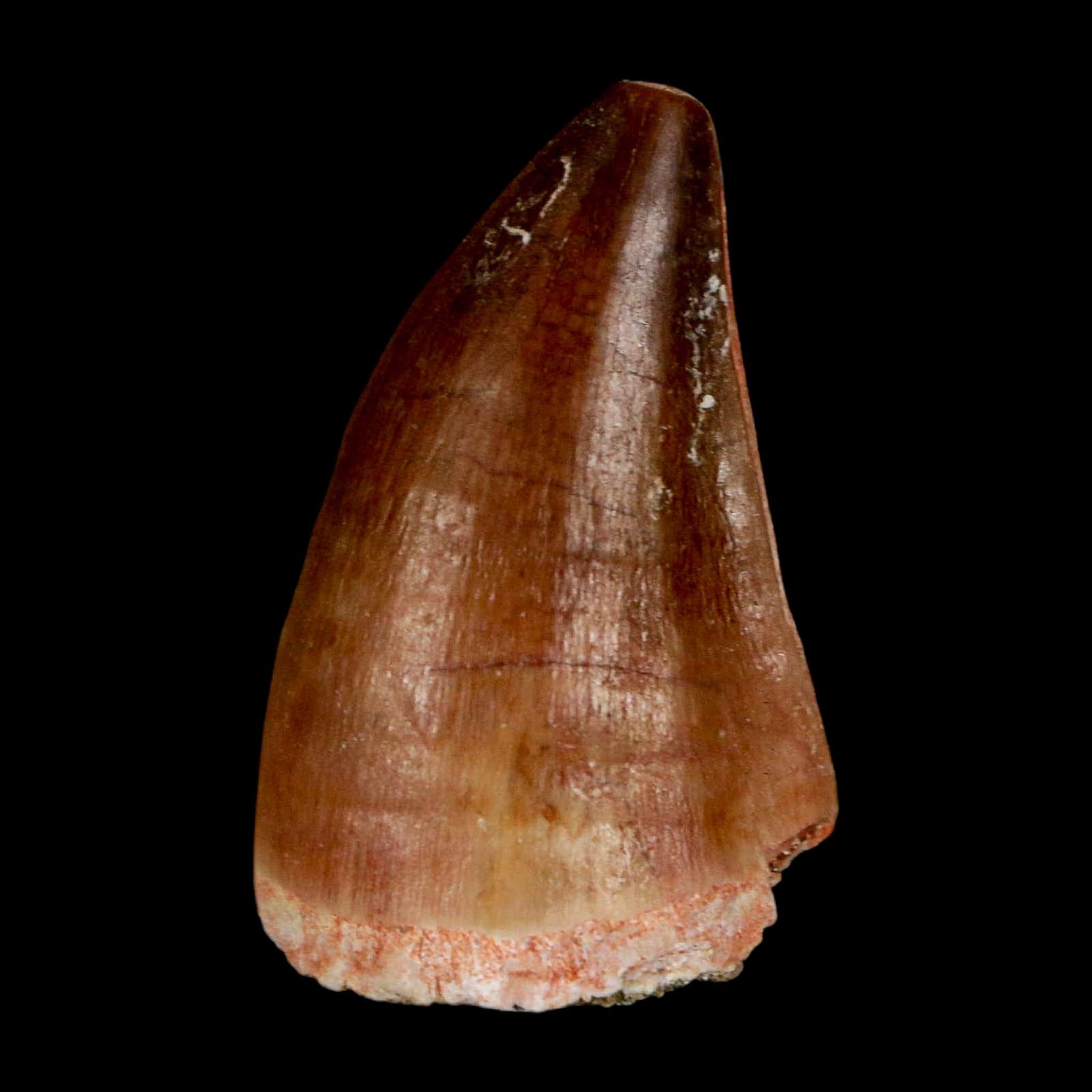 1.5" Mosasaur Prognathodon Fossil Tooth Cretaceous Dinosaur Era COA & Stand - Fossil Age Minerals
