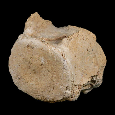 3.5" Basilosaurus Vertebrae Fossil Prehistoric Whale 34 Mil Yrs Old Late Eocene COA - Fossil Age Minerals