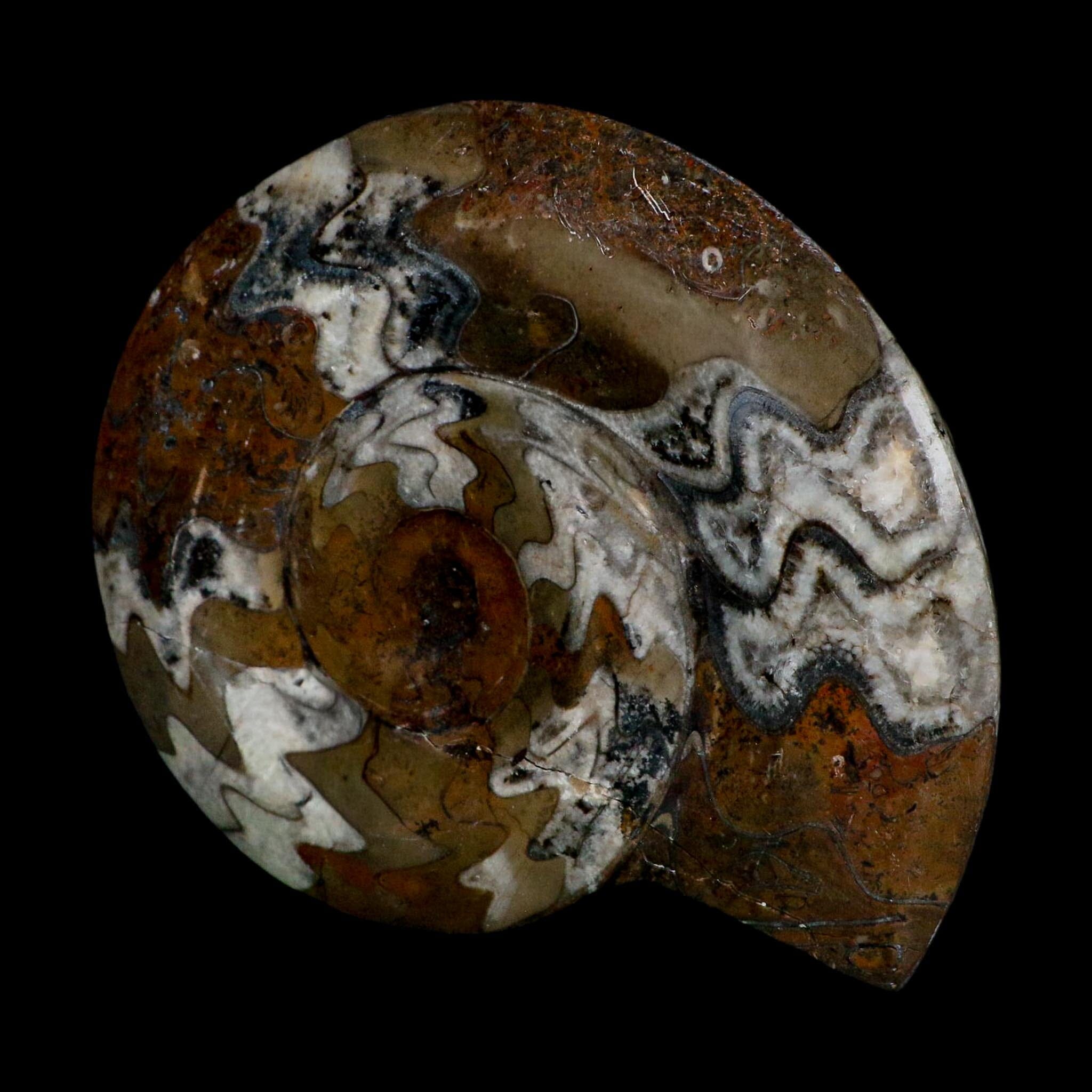 4.8" Goniatite Ammonite Fossil Polished Morocco Devonian Age COA