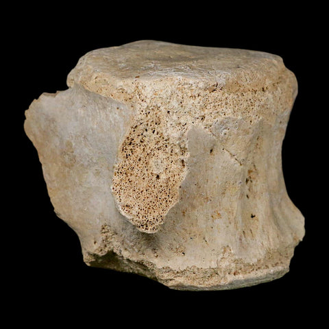 3.5" Basilosaurus Vertebrae Fossil Prehistoric Whale 34 Mil Yrs Old Late Eocene COA - Fossil Age Minerals