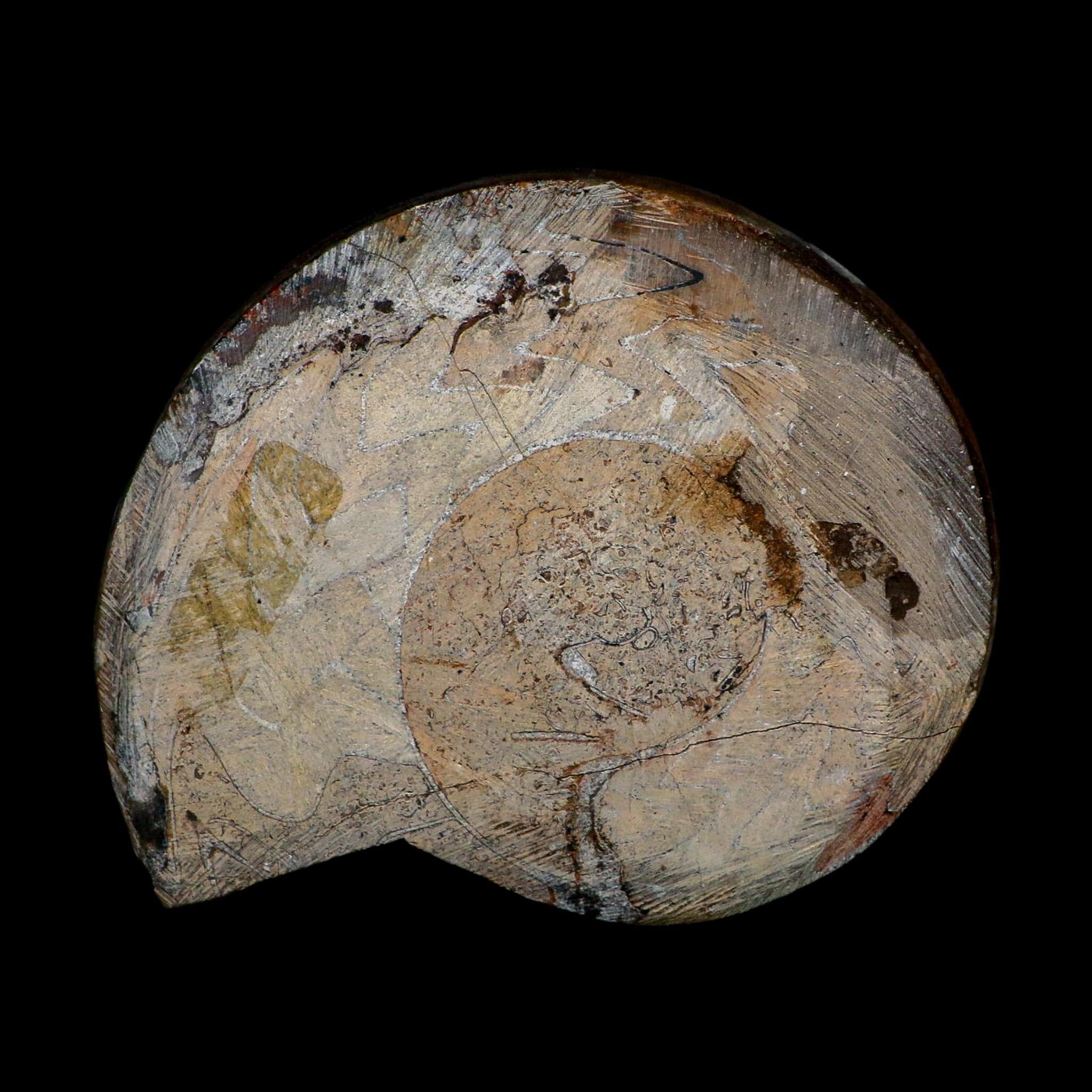 4.8" Goniatite Ammonite Fossil Polished Morocco Devonian Age COA