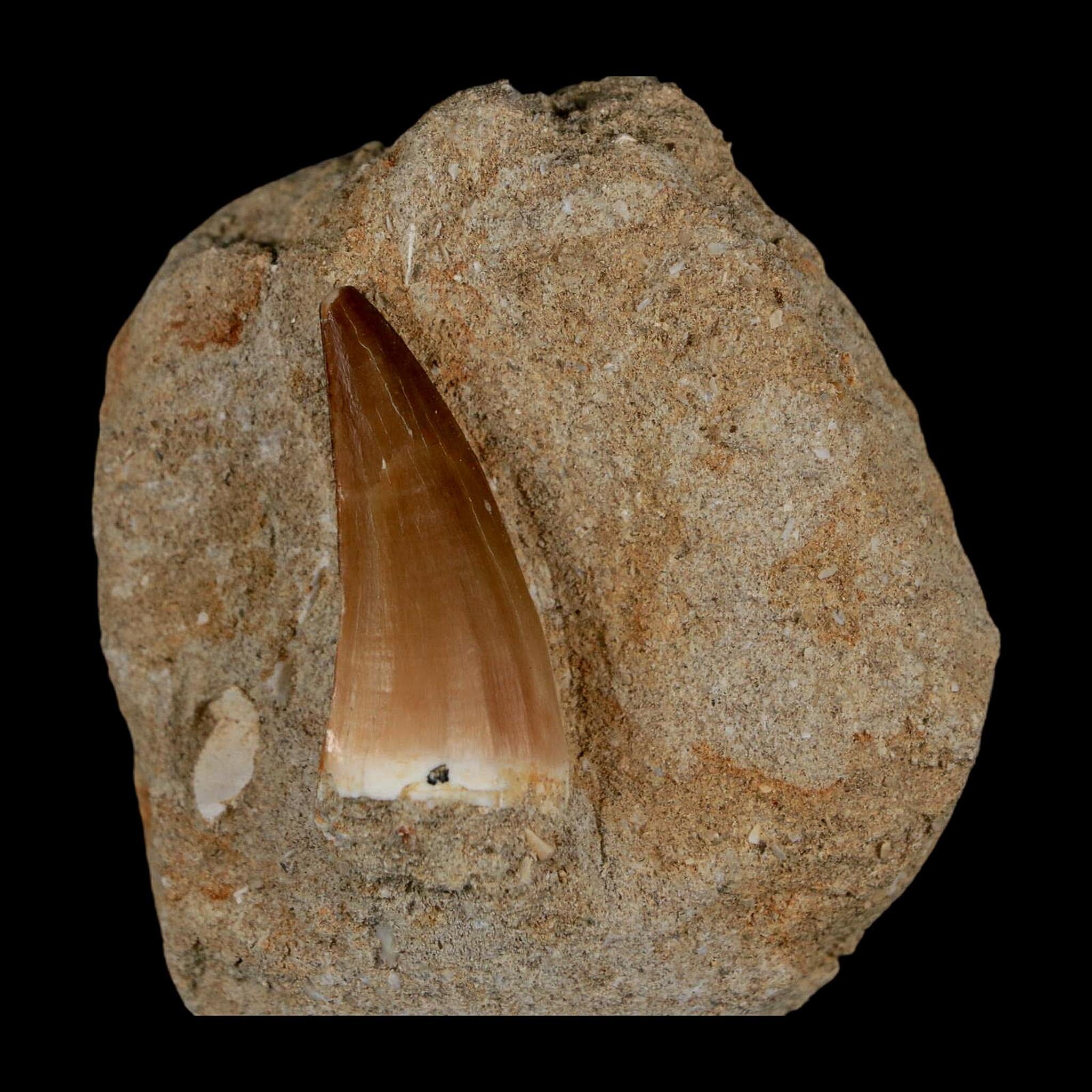 1.4" Mosasaur Prognathodon Fossil Tooth In Matrix Cretaceous Dinosaur Era COA - Fossil Age Minerals