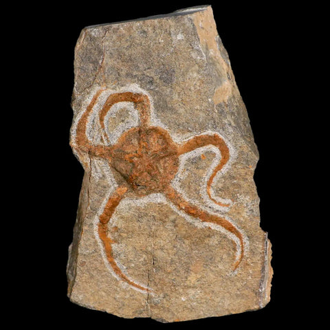 3.4" Brittlestar Ophiura Sp Starfish Fossil Ordovician Age Morocco COA & Stand - Fossil Age Minerals