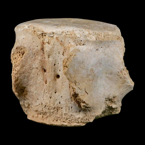 3.5" Basilosaurus Vertebrae Fossil Prehistoric Whale 34 Mil Yrs Old Late Eocene COA - Fossil Age Minerals