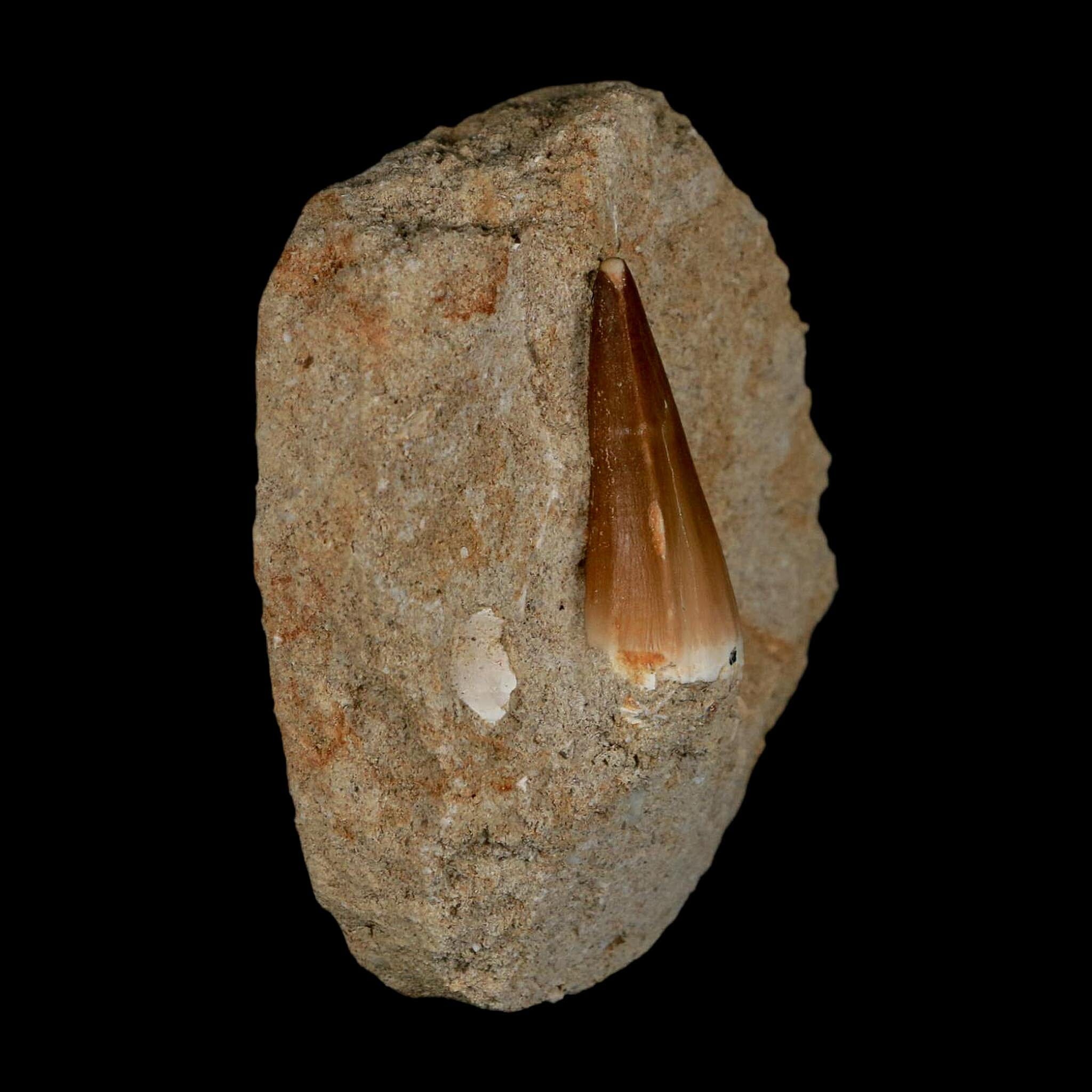 1.4" Mosasaur Prognathodon Fossil Tooth In Matrix Cretaceous Dinosaur Era COA - Fossil Age Minerals