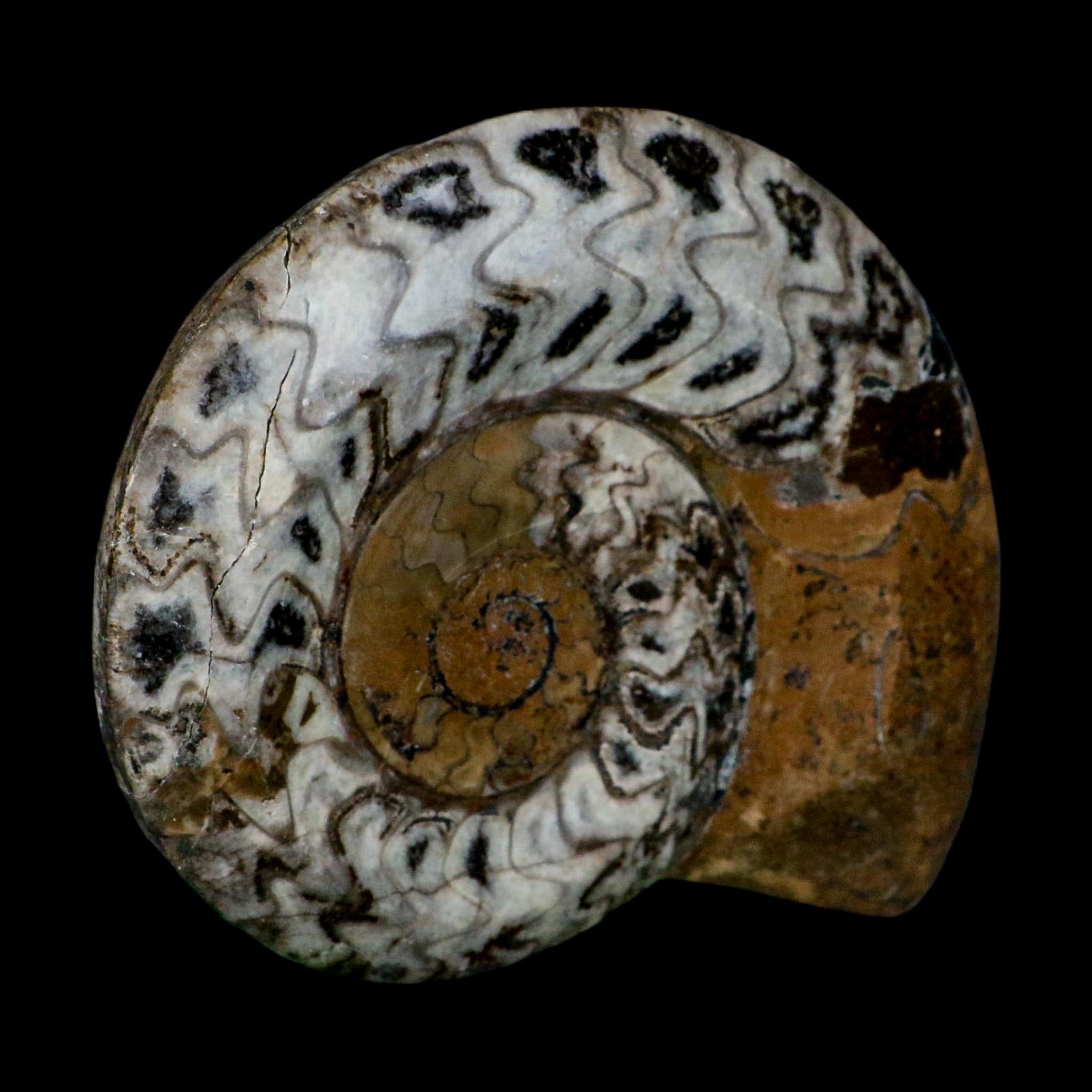 5.1" Goniatite Ammonite Fossil Polished Morocco Devonian Age COA