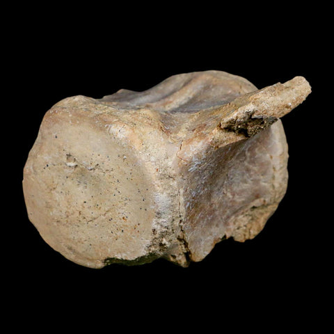 3.4" Basilosaurus Vertebrae Fossil Prehistoric Whale 34 Mil Yrs Old Late Eocene COA - Fossil Age Minerals