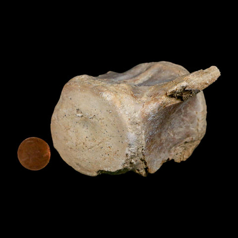 3.4" Basilosaurus Vertebrae Fossil Prehistoric Whale 34 Mil Yrs Old Late Eocene COA - Fossil Age Minerals