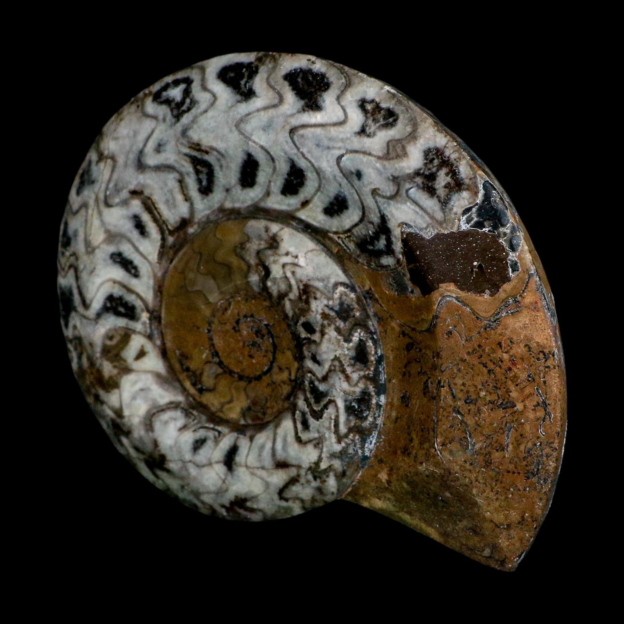 5.1" Goniatite Ammonite Fossil Polished Morocco Devonian Age COA