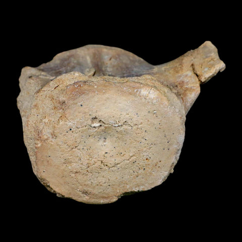 3.4" Basilosaurus Vertebrae Fossil Prehistoric Whale 34 Mil Yrs Old Late Eocene COA - Fossil Age Minerals