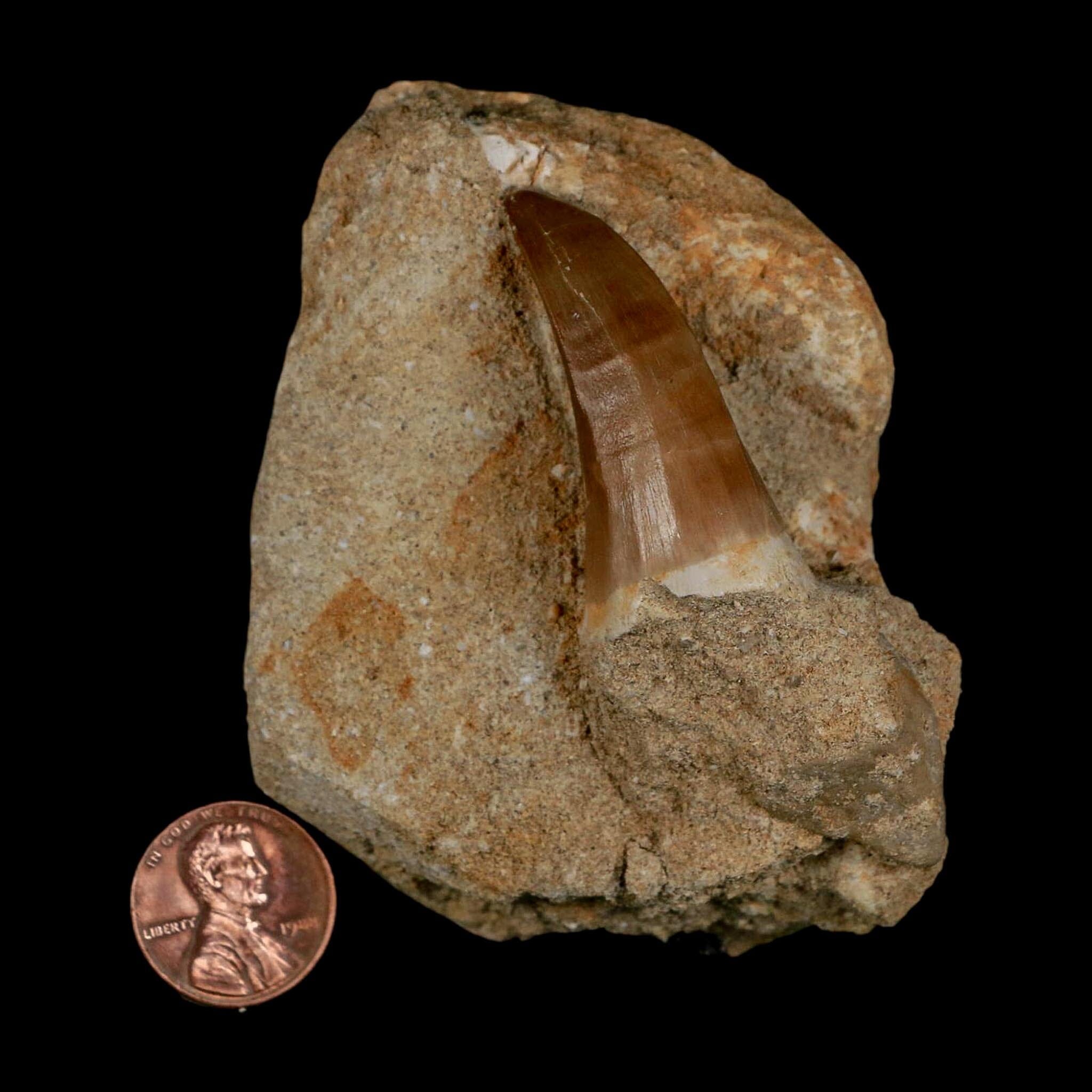 1.7" Mosasaur Hoffmanni Fossil Tooth In Matrix Cretaceous Dinosaur Era COA - Fossil Age Minerals