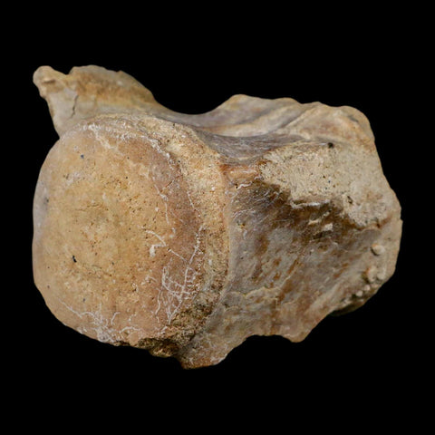 3.4" Basilosaurus Vertebrae Fossil Prehistoric Whale 34 Mil Yrs Old Late Eocene COA - Fossil Age Minerals