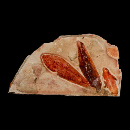 4.6" Detailed Glossopteris Browniana Fossil Plant Leaves Permian Age Australia