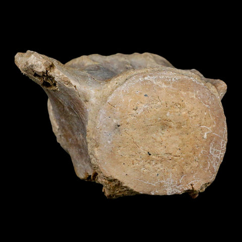 3.4" Basilosaurus Vertebrae Fossil Prehistoric Whale 34 Mil Yrs Old Late Eocene COA - Fossil Age Minerals