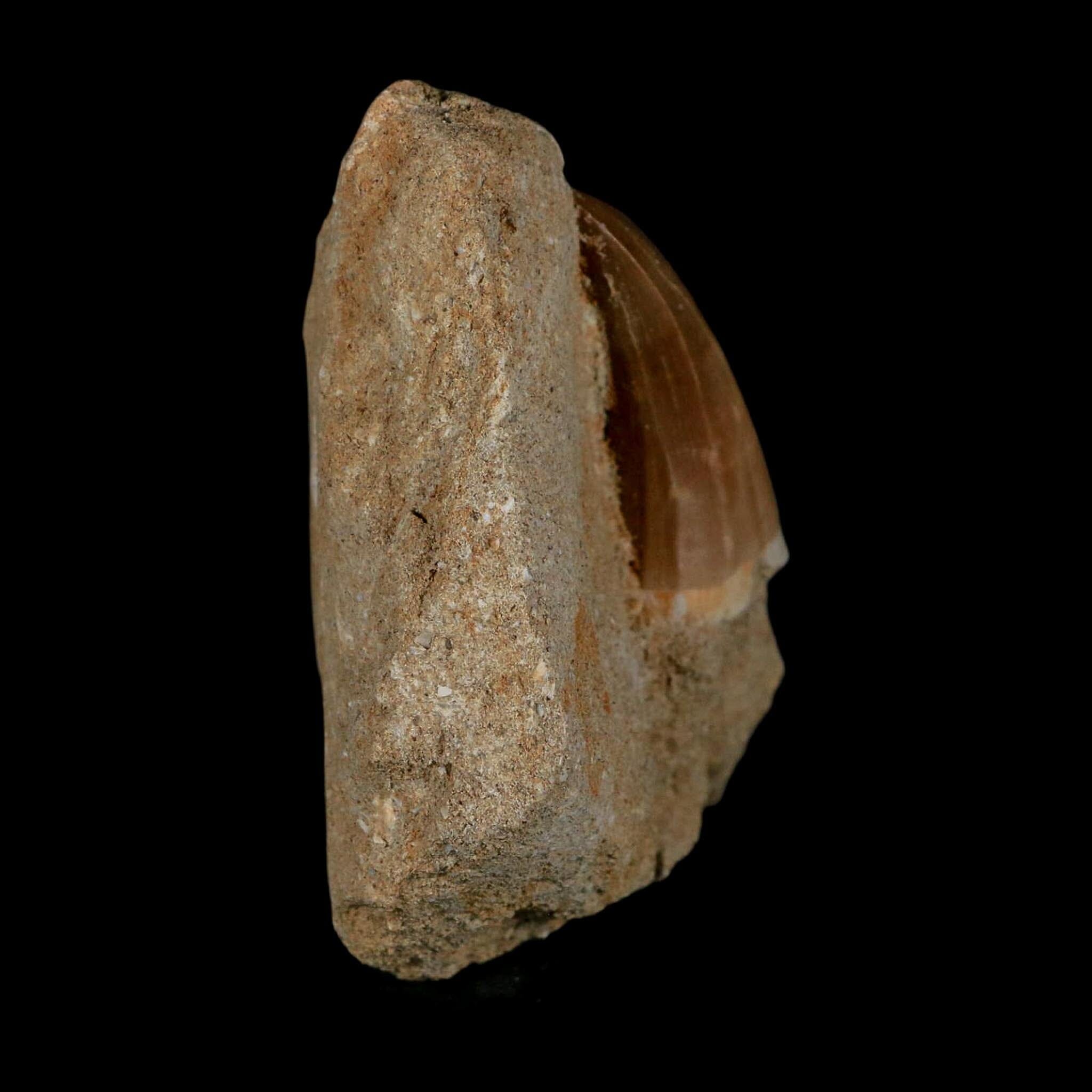 1.7" Mosasaur Hoffmanni Fossil Tooth In Matrix Cretaceous Dinosaur Era COA - Fossil Age Minerals