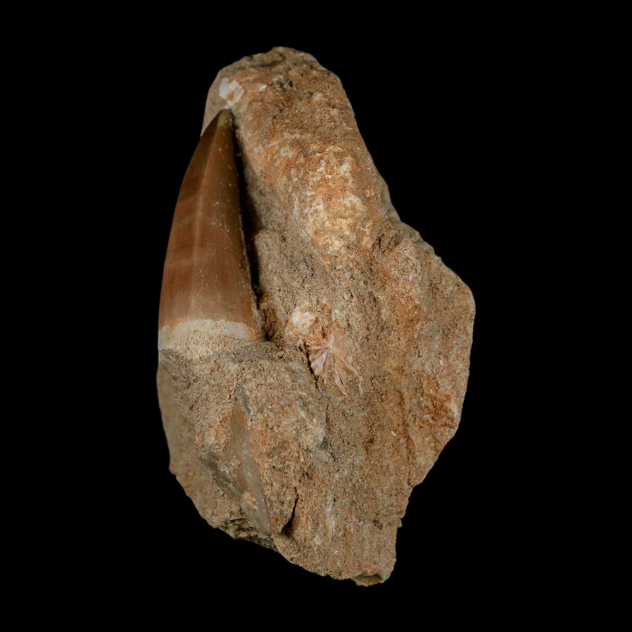 1.7" Mosasaur Hoffmanni Fossil Tooth In Matrix Cretaceous Dinosaur Era COA - Fossil Age Minerals