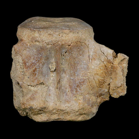 3.4" Basilosaurus Vertebrae Fossil Prehistoric Whale 34 Mil Yrs Old Late Eocene COA - Fossil Age Minerals