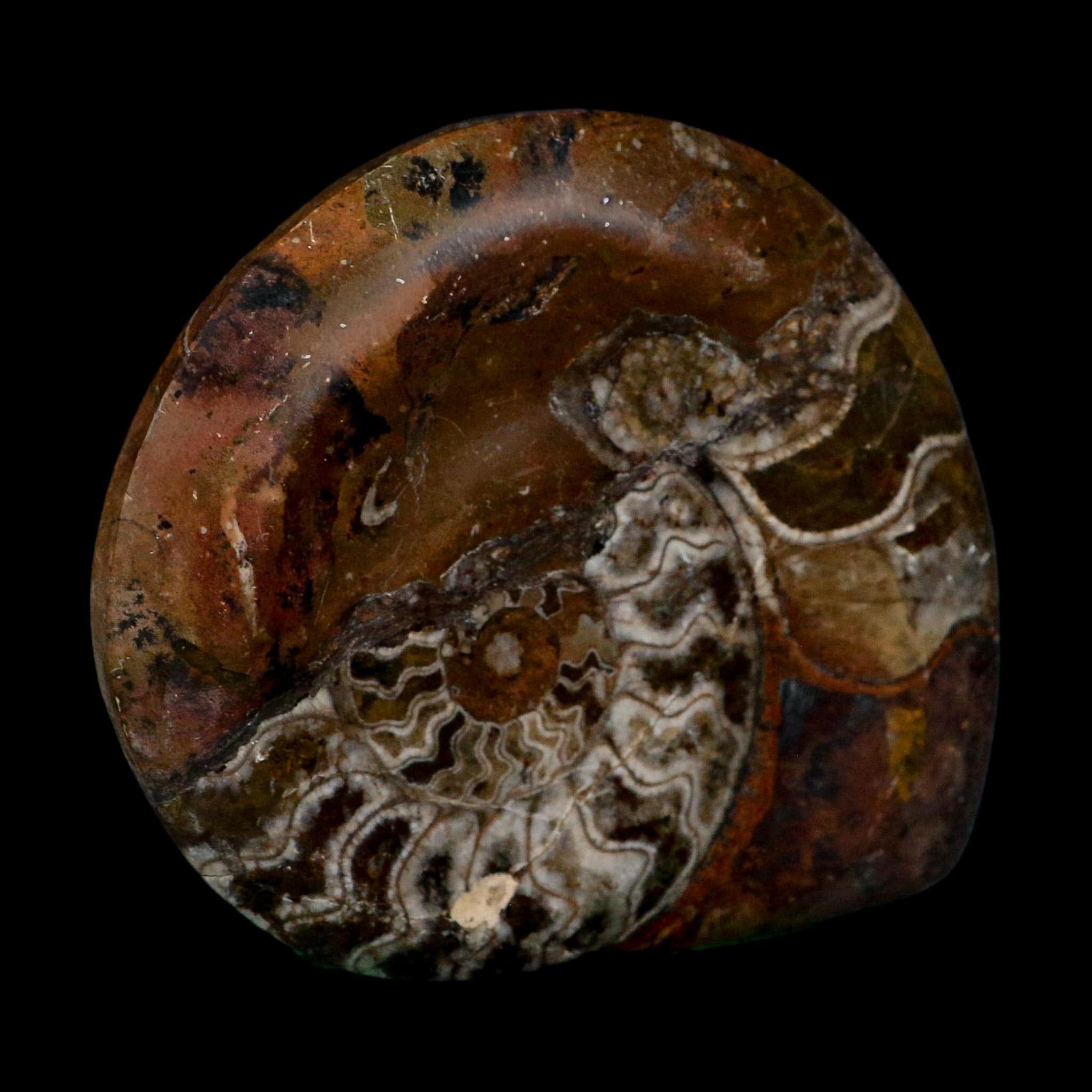 4.6" Goniatite Ammonite Fossil Polished Morocco Devonian Age COA
