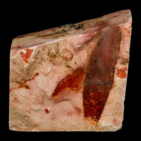 3.7" Detailed Glossopteris Browniana Fossil Plant Leaves Permian Age Australia