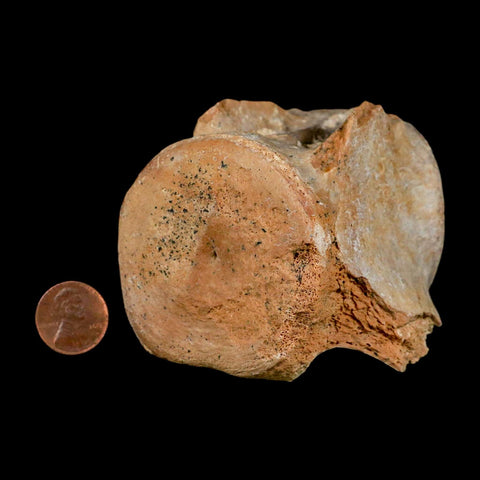 3" Basilosaurus Vertebrae Fossil Prehistoric Whale 34 Mil Yrs Old Late Eocene COA - Fossil Age Minerals