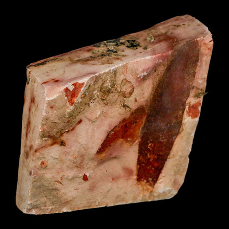 3.7" Detailed Glossopteris Browniana Fossil Plant Leaves Permian Age Australia