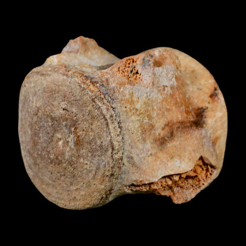 3" Basilosaurus Vertebrae Fossil Prehistoric Whale 34 Mil Yrs Old Late Eocene COA - Fossil Age Minerals