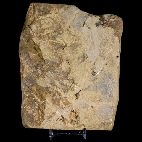 4.6" Brittlestar Ophiura Sp Starfish Fossil Ordovician Age Morocco COA & Stand - Fossil Age Minerals