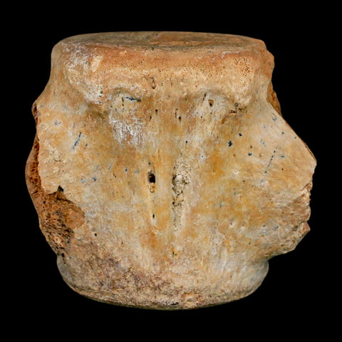 3" Basilosaurus Vertebrae Fossil Prehistoric Whale 34 Mil Yrs Old Late Eocene COA - Fossil Age Minerals