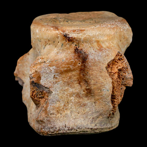 3" Basilosaurus Vertebrae Fossil Prehistoric Whale 34 Mil Yrs Old Late Eocene COA - Fossil Age Minerals