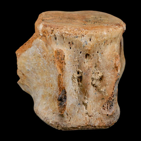 3" Basilosaurus Vertebrae Fossil Prehistoric Whale 34 Mil Yrs Old Late Eocene COA - Fossil Age Minerals