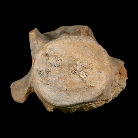 3.7" Basilosaurus Vertebrae Fossil Prehistoric Whale 34 Mil Yrs Old Late Eocene COA - Fossil Age Minerals