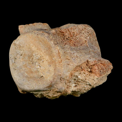 3.7" Basilosaurus Vertebrae Fossil Prehistoric Whale 34 Mil Yrs Old Late Eocene COA - Fossil Age Minerals