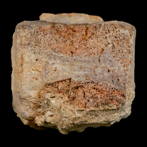 3.7" Basilosaurus Vertebrae Fossil Prehistoric Whale 34 Mil Yrs Old Late Eocene COA - Fossil Age Minerals