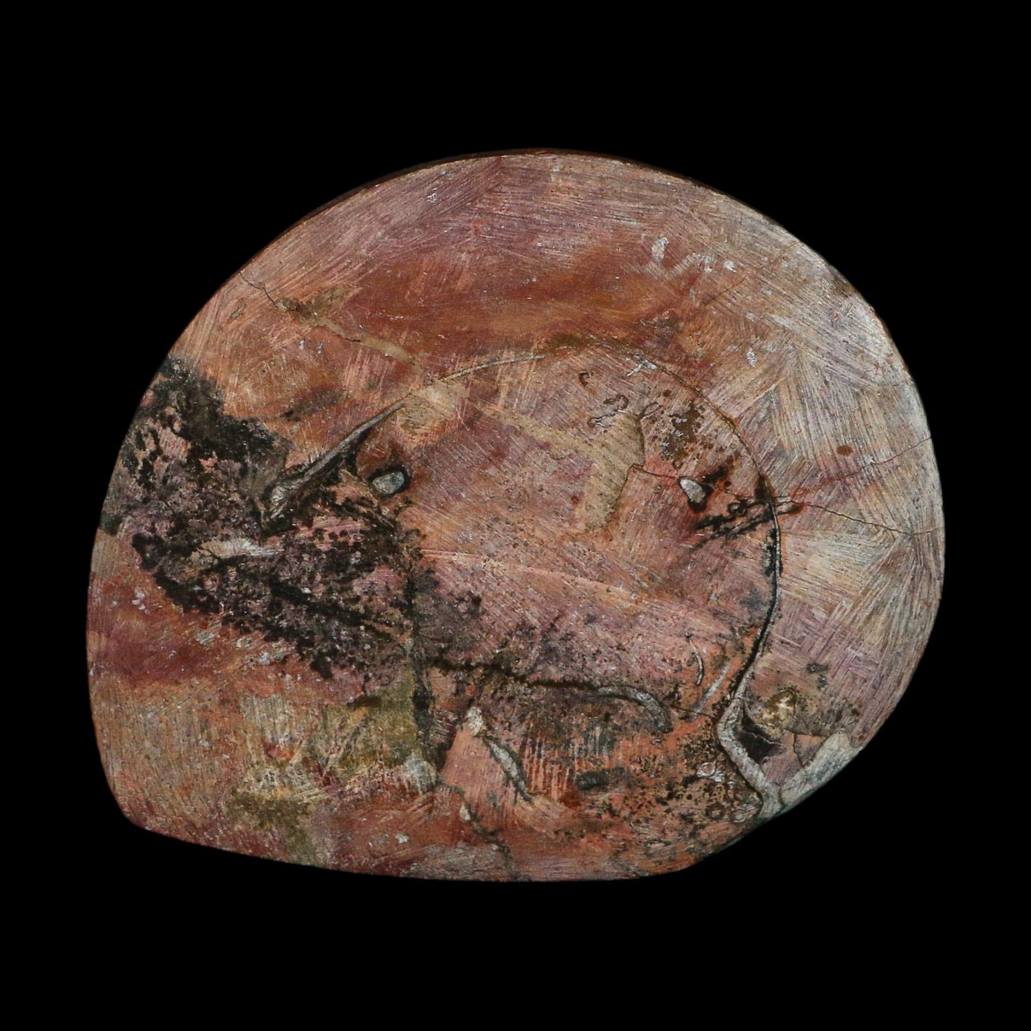 4.1" Goniatite Ammonite Fossil Polished Morocco Devonian Age COA