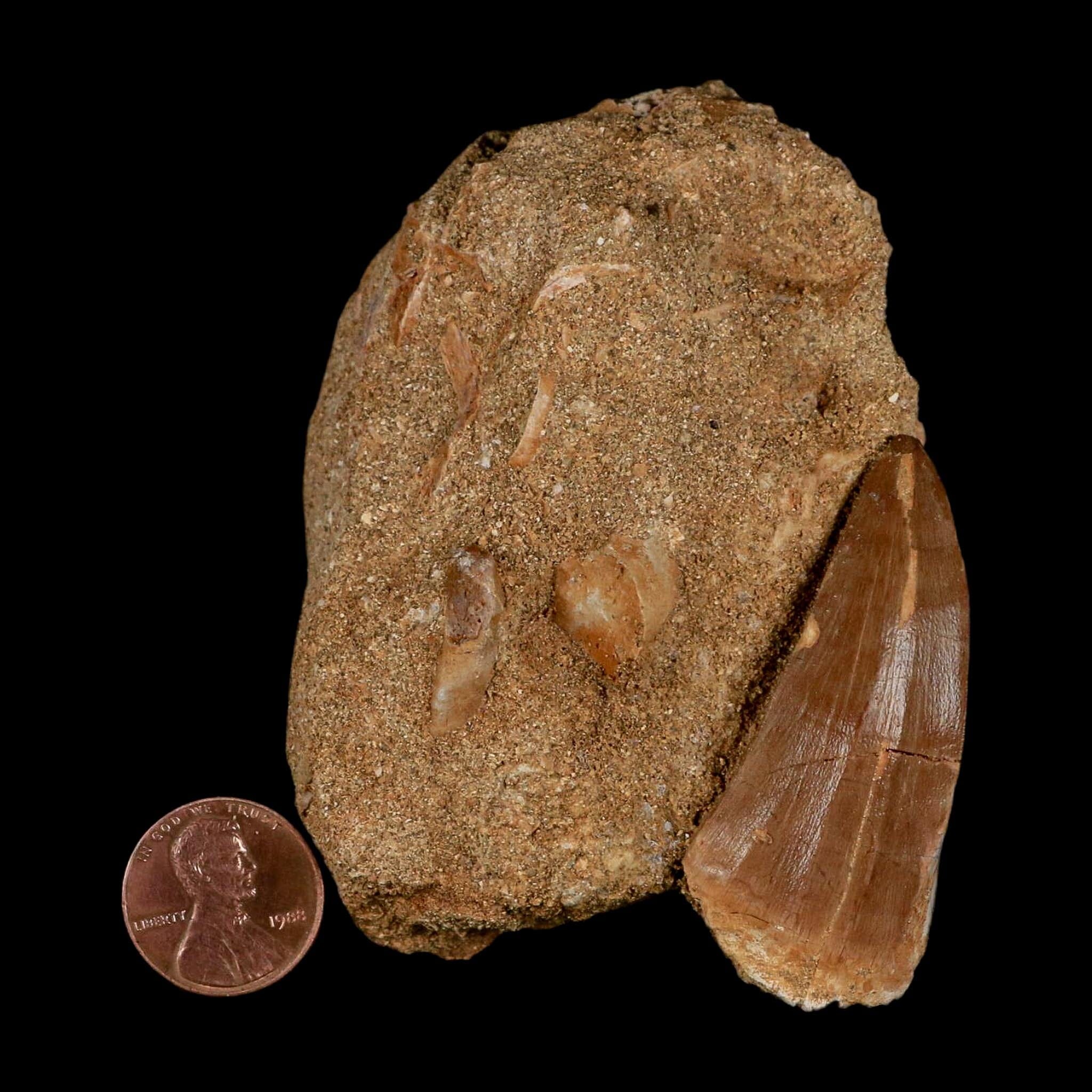 XL 2.1" Mosasaur Hoffmanni Fossil Tooth In Matrix Cretaceous Dinosaur Era COA - Fossil Age Minerals