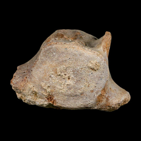 3.7" Basilosaurus Vertebrae Fossil Prehistoric Whale 34 Mil Yrs Old Late Eocene COA - Fossil Age Minerals