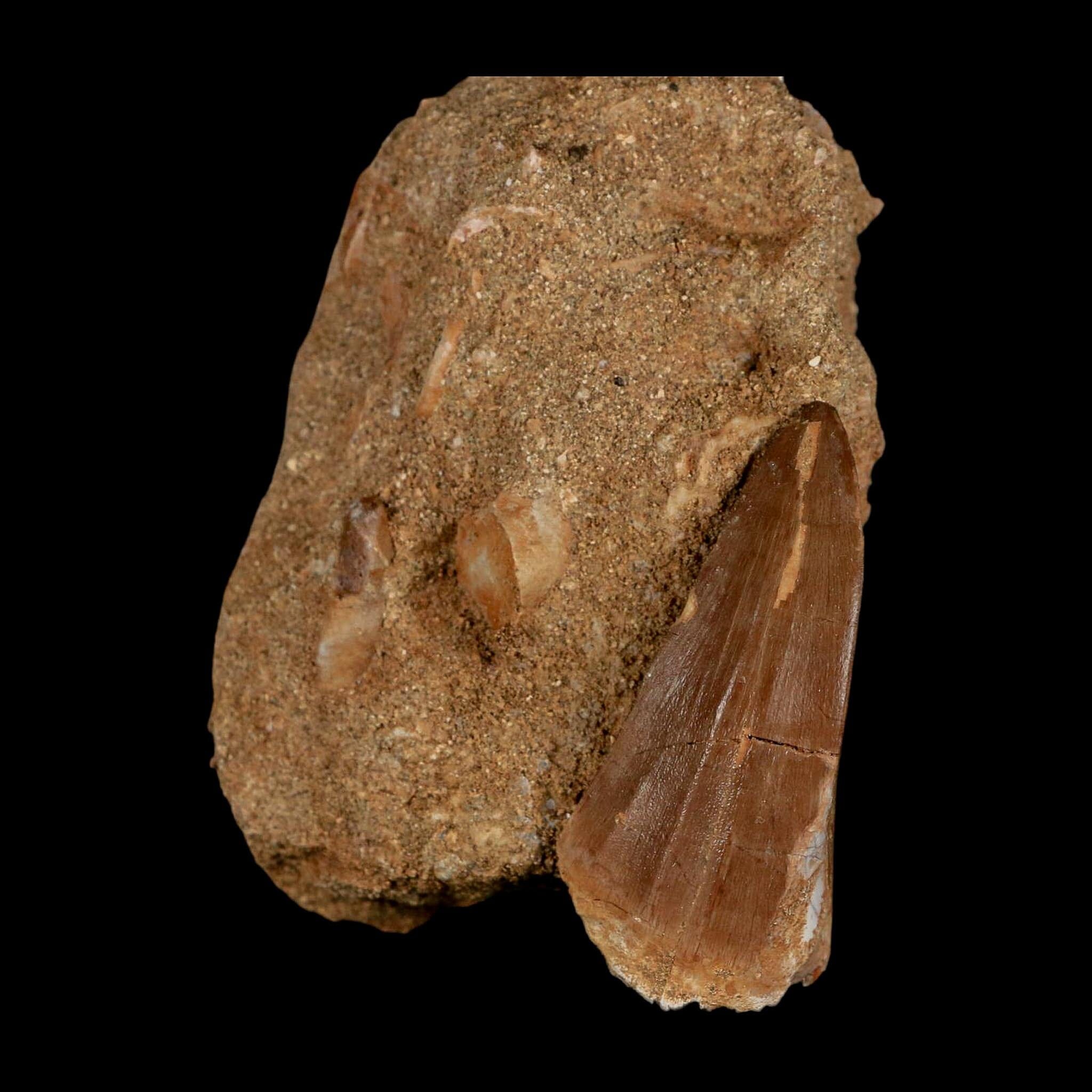 XL 2.1" Mosasaur Hoffmanni Fossil Tooth In Matrix Cretaceous Dinosaur Era COA - Fossil Age Minerals
