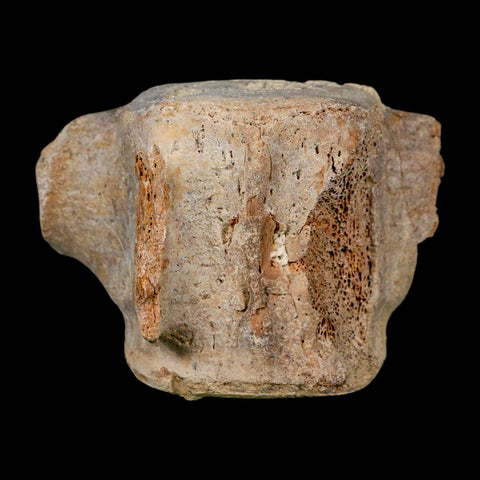 3.7" Basilosaurus Vertebrae Fossil Prehistoric Whale 34 Mil Yrs Old Late Eocene COA - Fossil Age Minerals