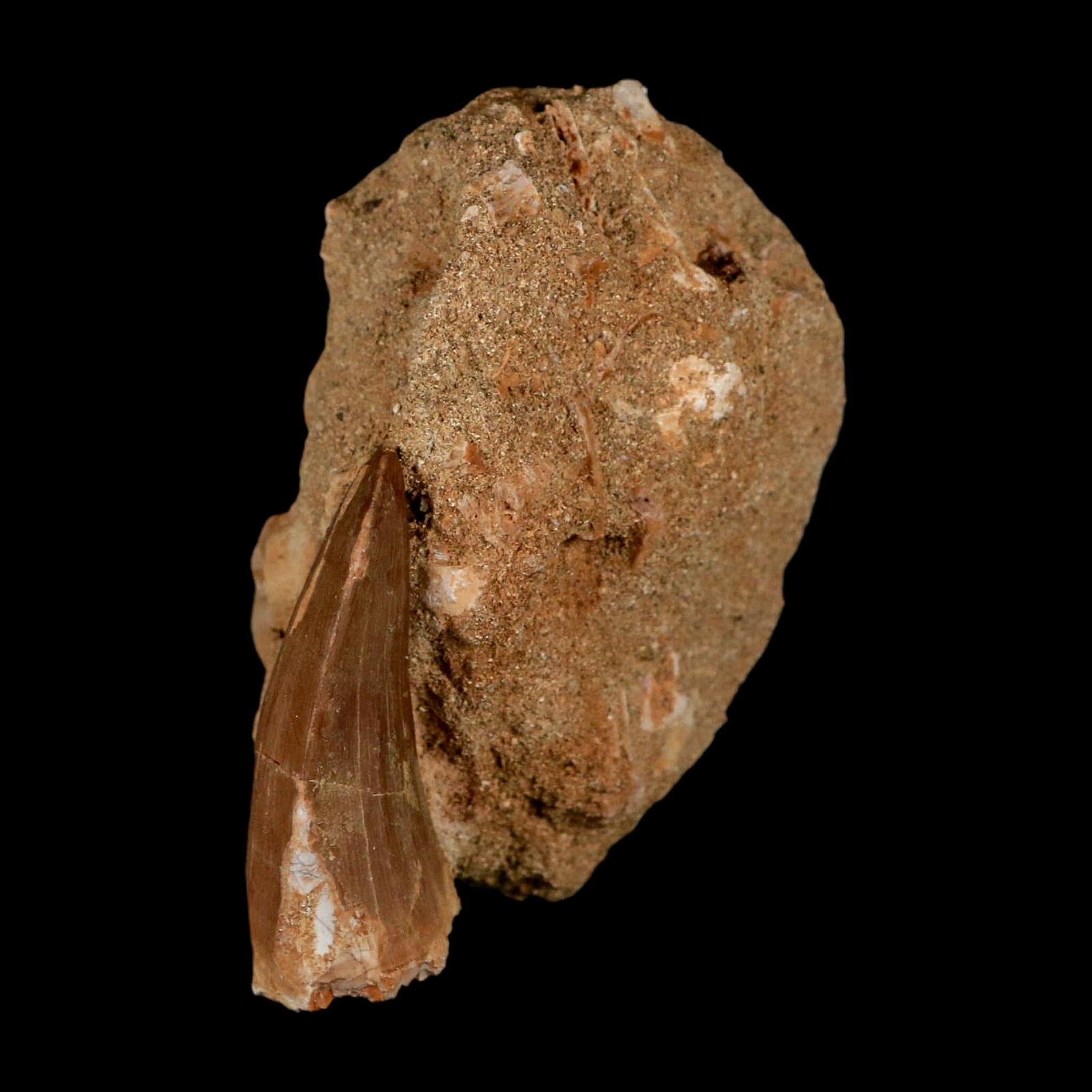 XL 2.1" Mosasaur Hoffmanni Fossil Tooth In Matrix Cretaceous Dinosaur Era COA - Fossil Age Minerals