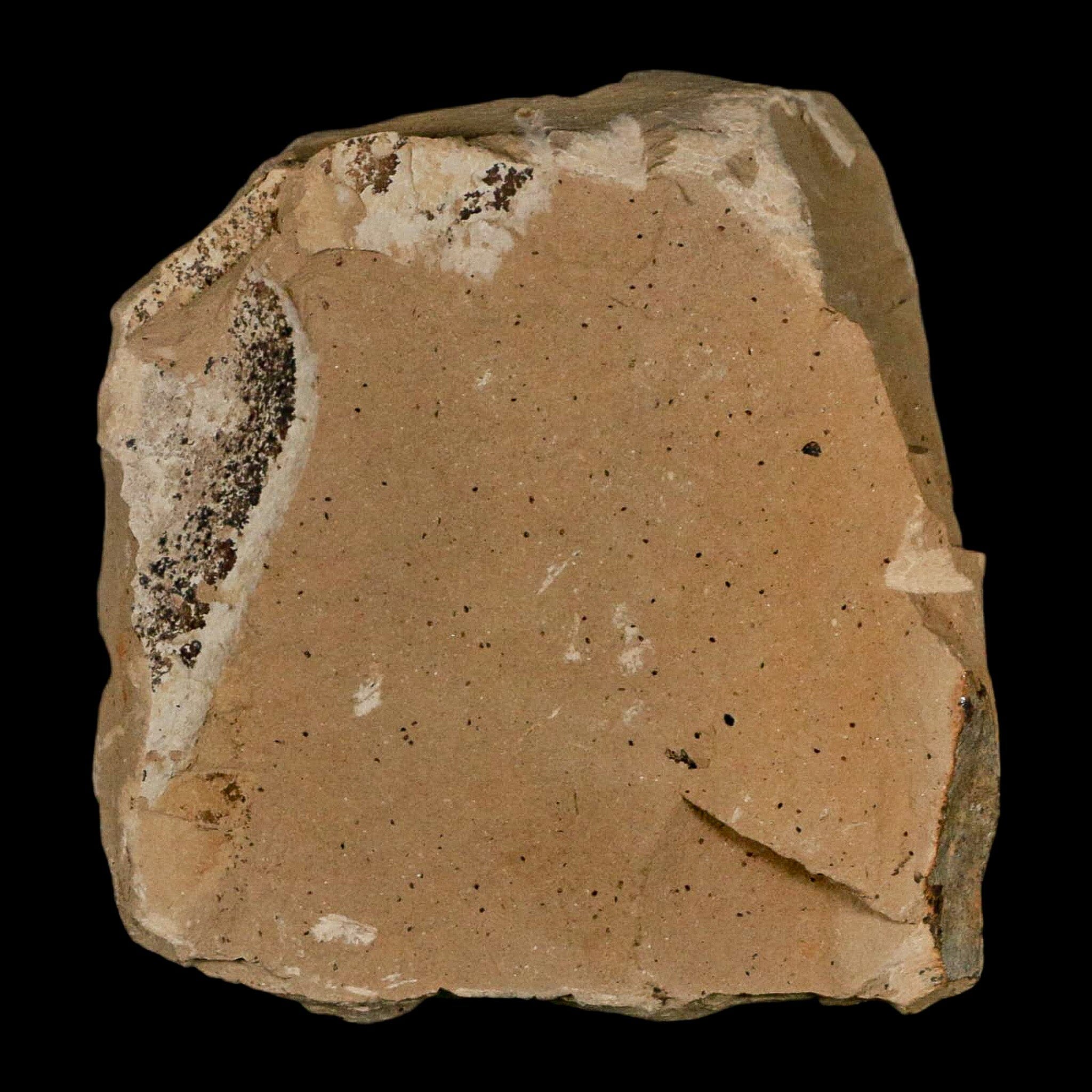 1" Rare Fossil Pistillate Cone Metasequoia Dawn Redwood Oligocene Age MT COA - Fossil Age Minerals