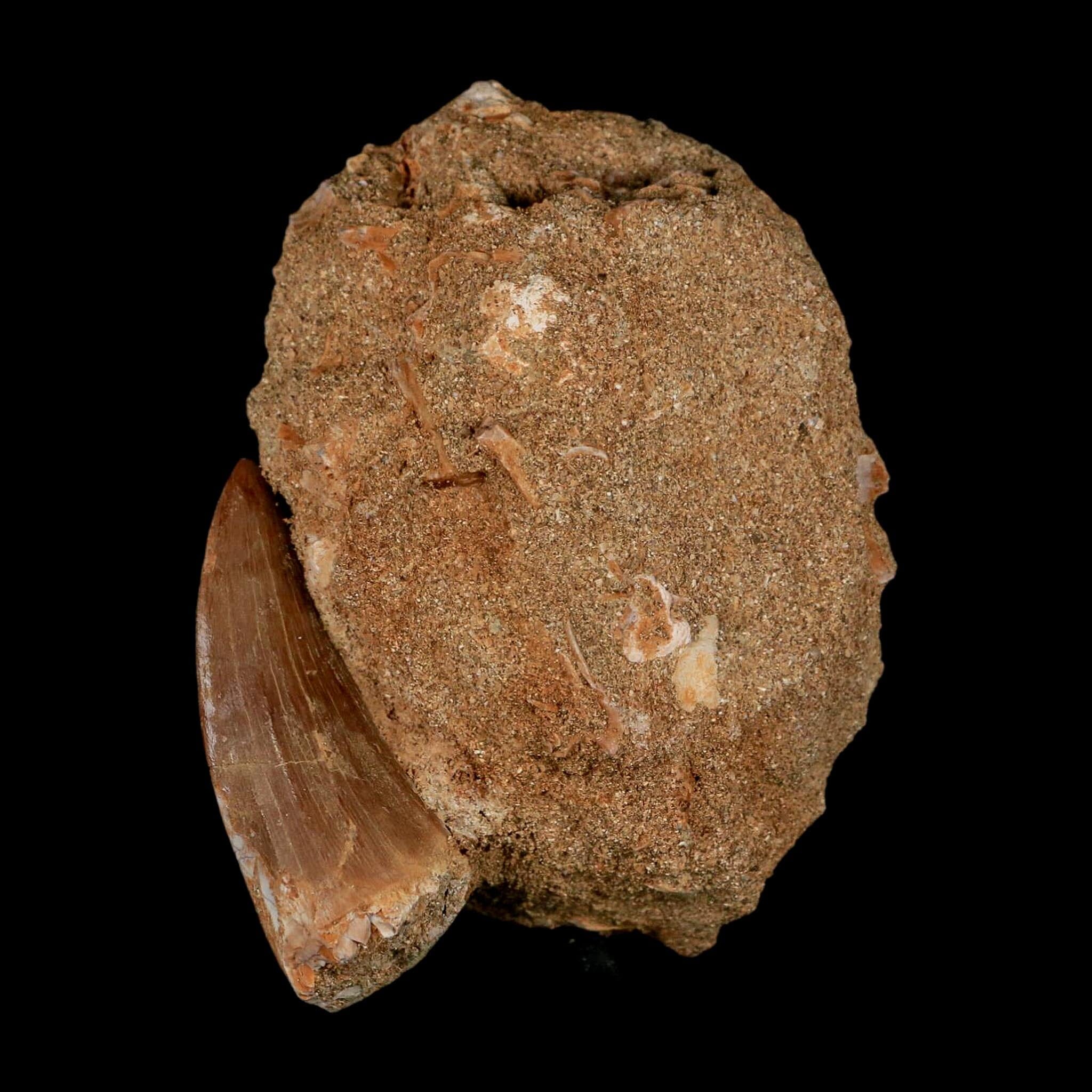 XL 2.1" Mosasaur Hoffmanni Fossil Tooth In Matrix Cretaceous Dinosaur Era COA - Fossil Age Minerals