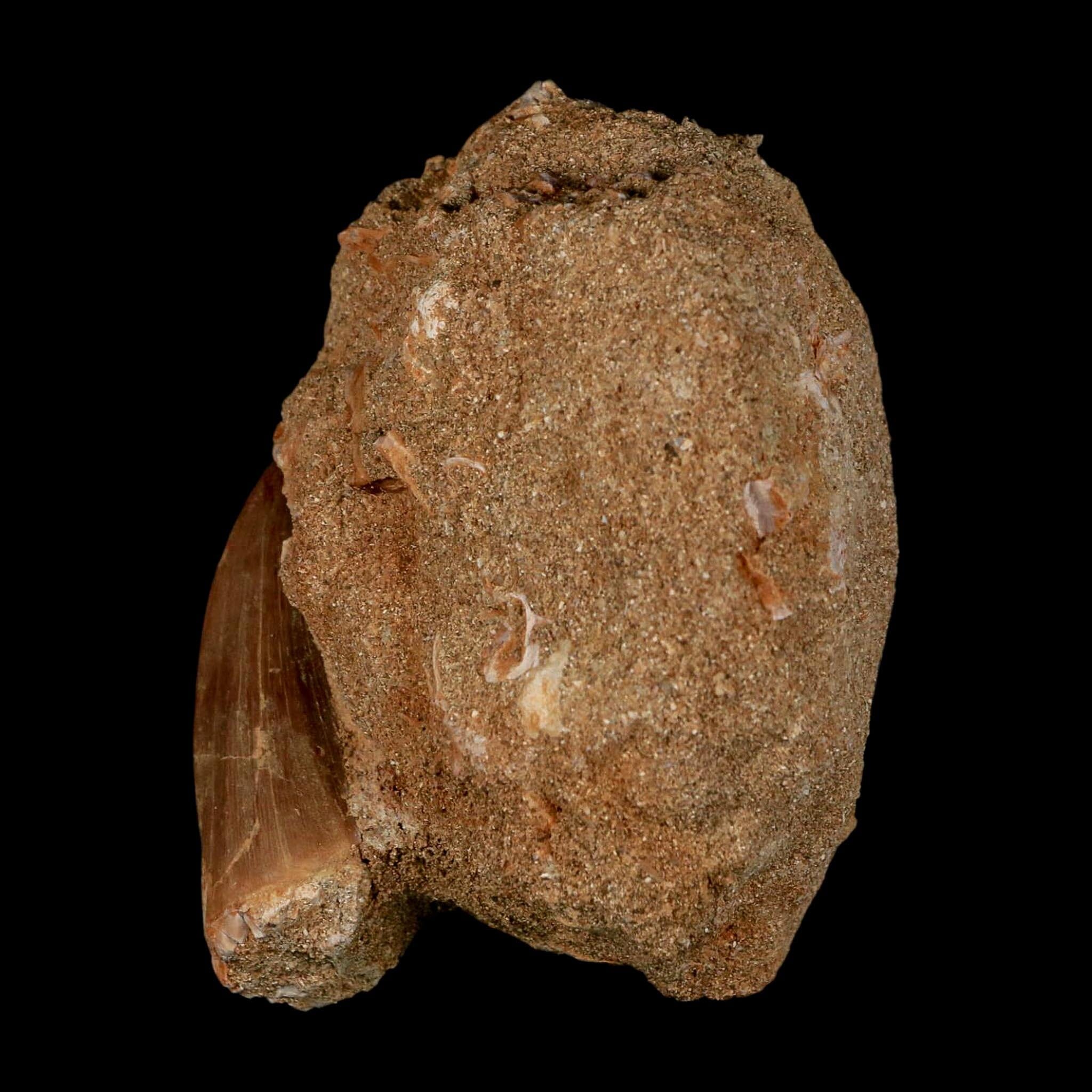 XL 2.1" Mosasaur Hoffmanni Fossil Tooth In Matrix Cretaceous Dinosaur Era COA - Fossil Age Minerals