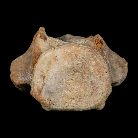 3.8" Basilosaurus Vertebrae Fossil Prehistoric Whale 34 Mil Yrs Old Late Eocene COA - Fossil Age Minerals