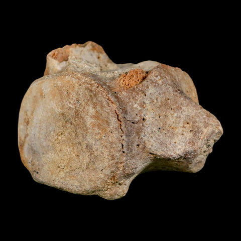 3.8" Basilosaurus Vertebrae Fossil Prehistoric Whale 34 Mil Yrs Old Late Eocene COA - Fossil Age Minerals