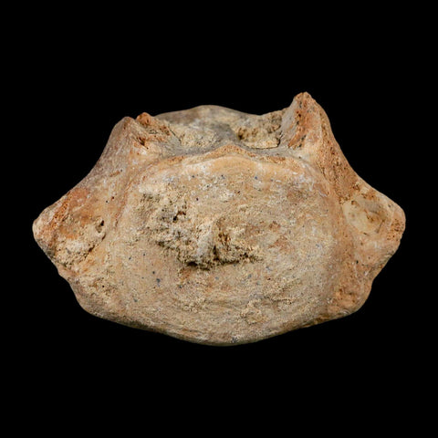 3.8" Basilosaurus Vertebrae Fossil Prehistoric Whale 34 Mil Yrs Old Late Eocene COA - Fossil Age Minerals