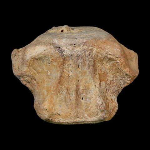 3.8" Basilosaurus Vertebrae Fossil Prehistoric Whale 34 Mil Yrs Old Late Eocene COA - Fossil Age Minerals