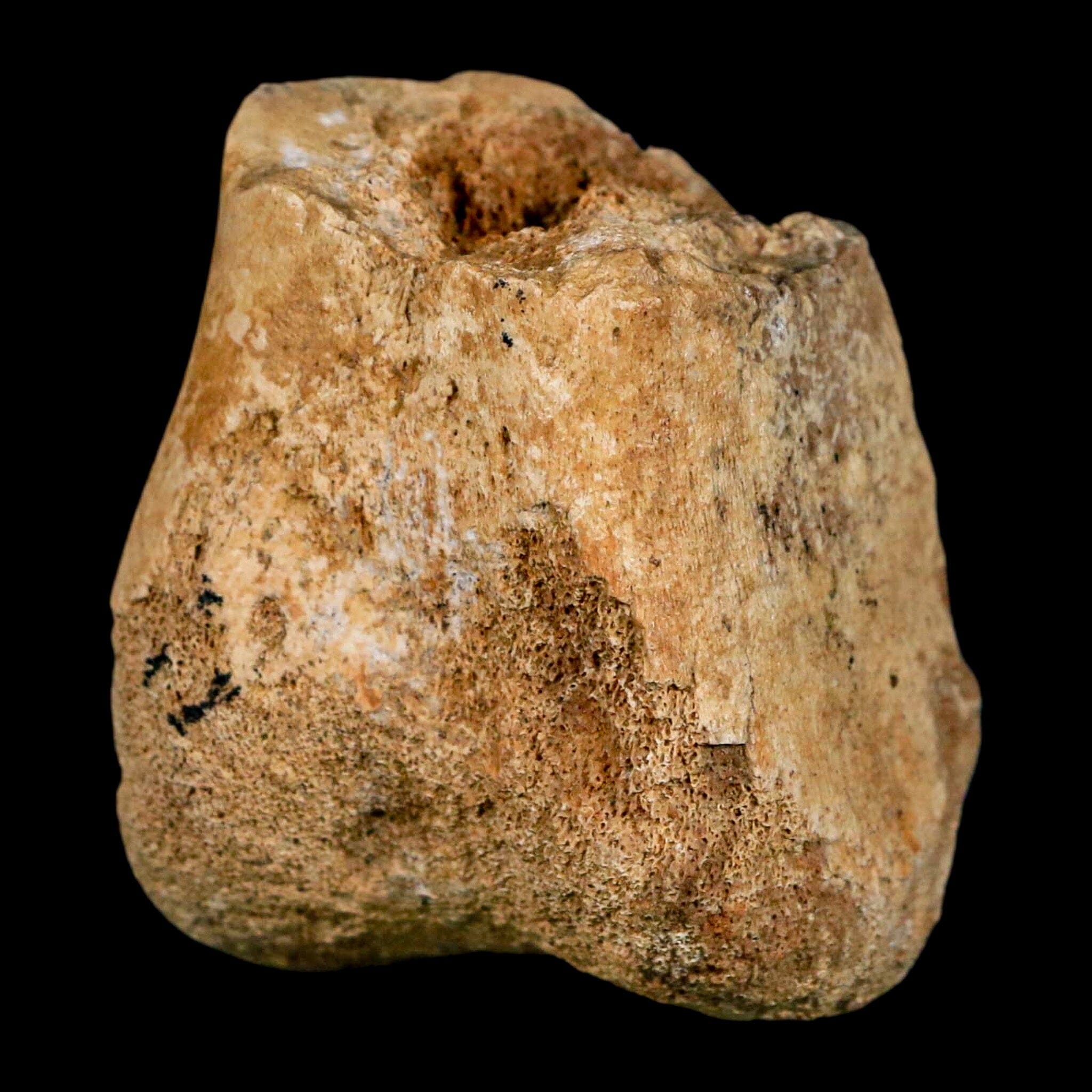 2" Hadrosaurus Fossil Distal Femur Bone Aguja FM Texas Dinosaur Cretaceous COA Stand - Fossil Age Minerals