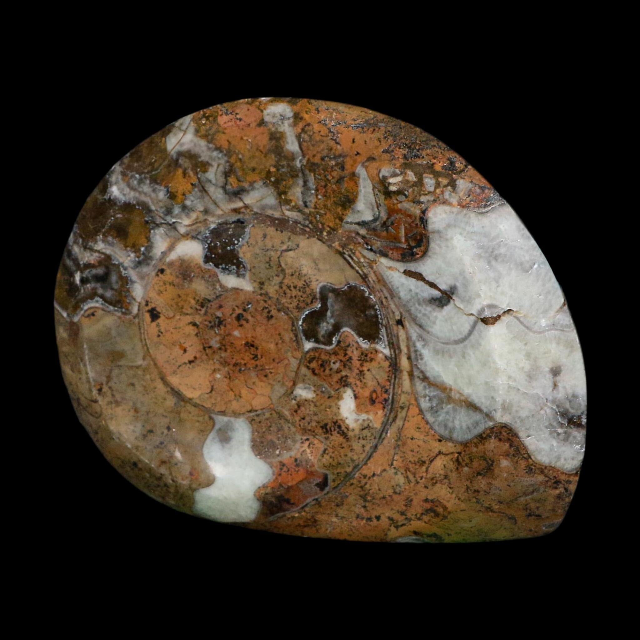 4.3" Goniatite Ammonite Fossil Polished Morocco Devonian Age COA