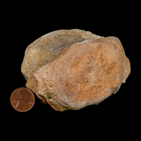 3.3" Basilosaurus Vertebrae Fossil Prehistoric Whale 34 Mil Yrs Old Late Eocene COA - Fossil Age Minerals