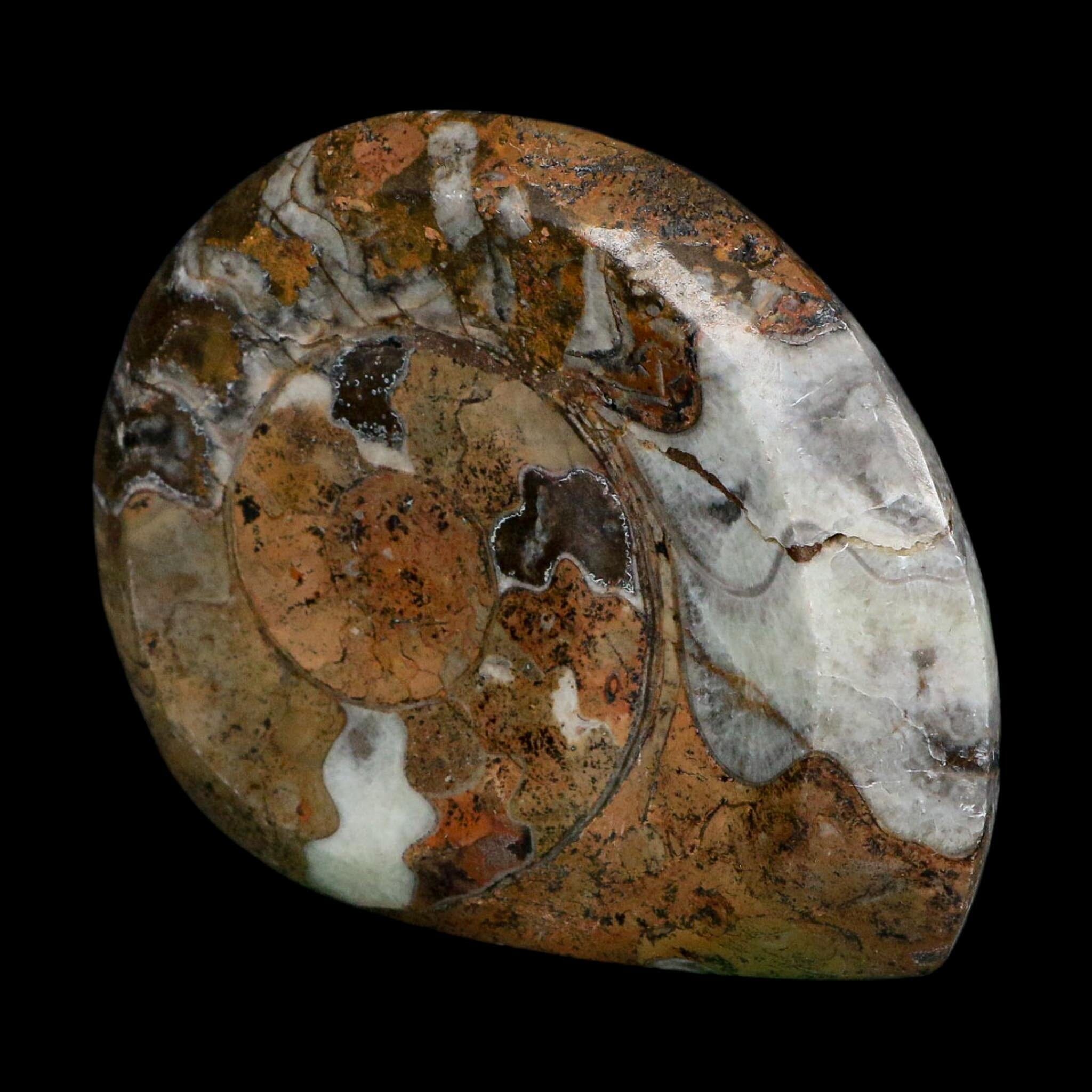 4.3" Goniatite Ammonite Fossil Polished Morocco Devonian Age COA